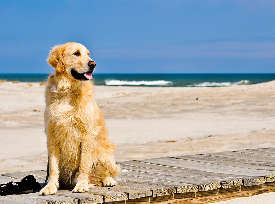 dog on dog friendly beach on long island