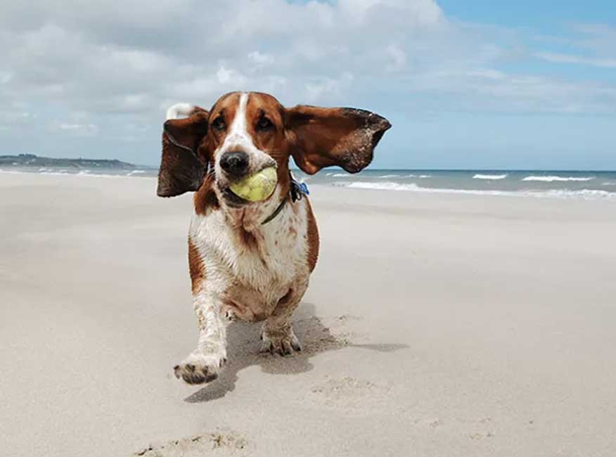 dog on dog friendly beach on long island