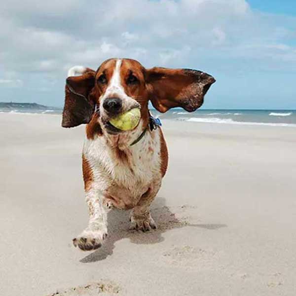 dog on dog friendly beach on long island