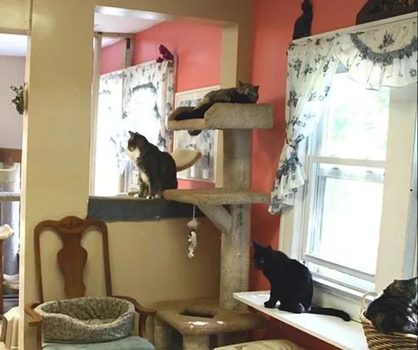 snowball's place, a retirement home for cats