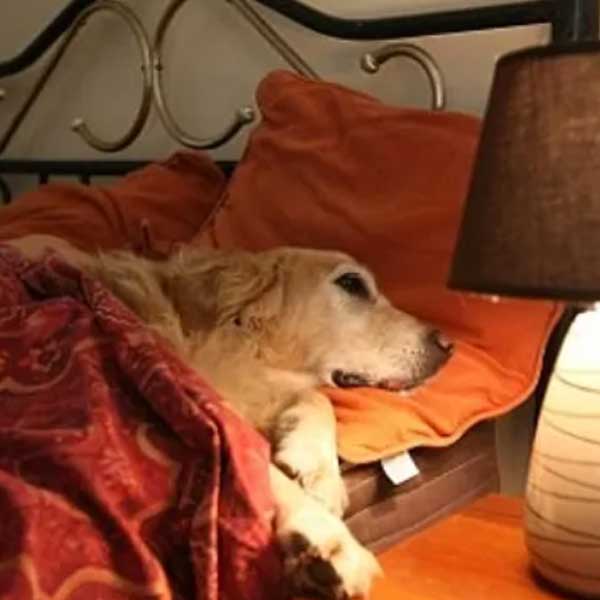 dog sleeping in bed in dog friendly hotel on long island