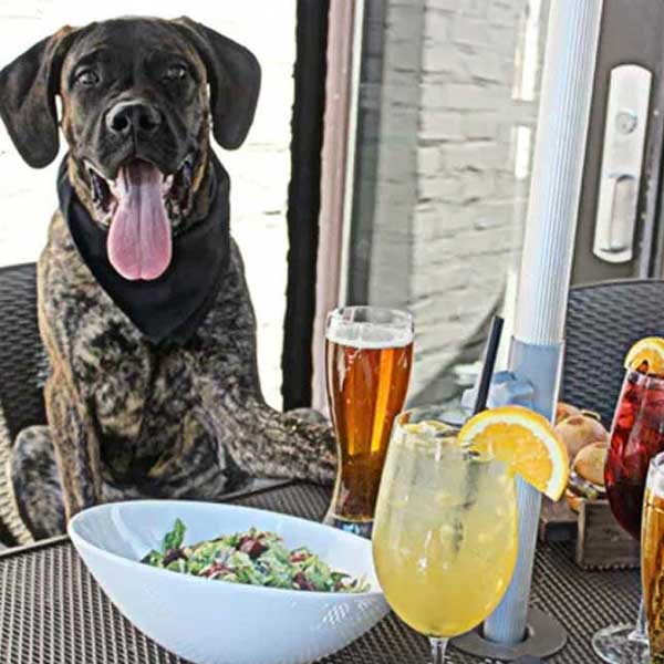 dog at a dog friendly restaurant on long island