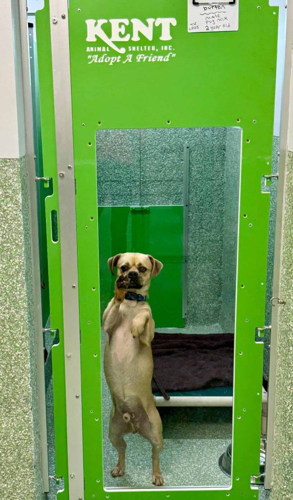 New Facility Kennel Run